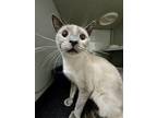 Adopt Concrete a Gray or Blue Siamese / Domestic Shorthair / Mixed cat in