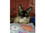 Adopt Freckles a Brown or Chocolate Siamese / Domestic Shorthair / Mixed cat in