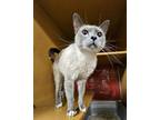 Adopt Blinky a Gray or Blue Siamese / Domestic Shorthair / Mixed cat in Phoenix