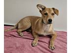 Adopt Meadow a Brown/Chocolate Shepherd (Unknown Type) / Mixed dog in Phoenix