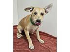 Adopt Carmela a Tan/Yellow/Fawn Shepherd (Unknown Type) / Mixed dog in Phoenix