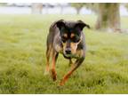 Adopt Krave a Doberman Pinscher, Mixed Breed