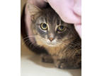 Adopt Gracie a Gray or Blue Domestic Mediumhair / Domestic Shorthair / Mixed cat