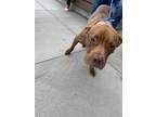 Adopt Lippy a Brown/Chocolate American Pit Bull Terrier / Mixed Breed (Medium) /