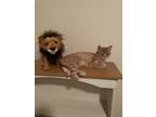 Adopt Mimosa a Orange or Red American Shorthair / Mixed (medium coat) cat in