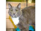 Adopt Woody a Brown or Chocolate Domestic Mediumhair cat in Johnstown