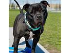 Adopt Feldspar a Black Terrier (Unknown Type, Small) / Mixed dog in Calgary