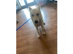 Adopt Kiara* a Tan/Yellow/Fawn Carolina Dog / Mixed dog in Baton Rouge