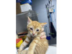Adopt Lettuce a Orange or Red Domestic Longhair / Domestic Shorthair / Mixed cat