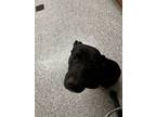 Adopt Tango a Black Retriever (Unknown Type) / Mixed dog in Knoxville