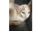 Adopt 24-581C a Orange or Red Domestic Shorthair / Domestic Shorthair / Mixed