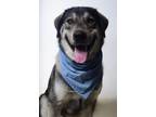Adopt 24-241D Apollo a Black Husky / Mixed dog in Thibodaux, LA (41451448)