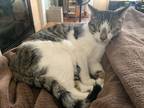 Adopt Link a Brown Tabby Domestic Shorthair / Mixed Breed (Medium) / Mixed