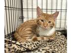 Adopt Mellow a Orange or Red Domestic Shorthair / Domestic Shorthair / Mixed cat