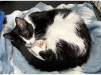Adopt Ajax a All Black Domestic Shorthair / Domestic Shorthair / Mixed cat in