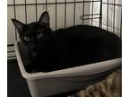 Adopt Anise a All Black Domestic Shorthair / Domestic Shorthair / Mixed cat in