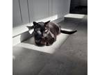 Adopt Claudette a All Black Domestic Shorthair / Mixed Breed (Medium) / Mixed