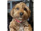 Adopt Christa a Red/Golden/Orange/Chestnut Poodle (Miniature) / Mixed dog in