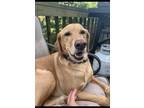 Adopt Jake a Tan/Yellow/Fawn - with White Labrador Retriever / Mixed dog in