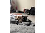 Adopt Kage a Tortoiseshell Domestic Shorthair / Mixed (medium coat) cat in