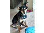 Adopt Chewy a Black - with Tan, Yellow or Fawn Husky / German Shepherd Dog /