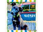 Adopt Norman a Labrador Retriever, Mixed Breed