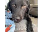 Adopt Hendricks a Black Labrador Retriever