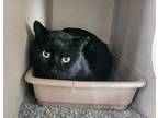 Adopt 24-0235 a All Black Domestic Shorthair (short coat) cat in Laramie