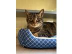 Adopt George a Domestic Shorthair / Mixed (short coat) cat in Walden