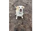 Adopt Deacon a Mixed Breed (Medium) / Mixed dog in Walden, NY (41114709)