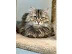 Adopt Speck a Domestic Mediumhair / Mixed (short coat) cat in Cumberland
