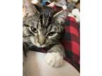 Adopt Paws a Brown Tabby Domestic Shorthair / Mixed (short coat) cat in