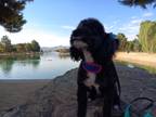 Adopt Widow a Black Poodle (Standard) / Mixed dog in Las Vegas, NV (41452019)