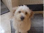 Adopt Kevin a Tan/Yellow/Fawn Goldendoodle / Mixed dog in Columbus