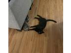 Adopt Shuri a All Black American Shorthair / Mixed (short coat) cat in