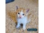 Adopt Rupert - FOSTER a White Domestic Shorthair / Domestic Shorthair / Mixed