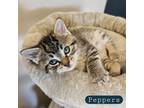 Adopt Peppers - FOSTER a Brown or Chocolate Domestic Shorthair / Domestic