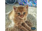 Adopt Ed- FOSTER a Orange or Red Domestic Shorthair / Domestic Shorthair / Mixed