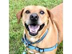 Adopt Toby a Red/Golden/Orange/Chestnut Mixed Breed (Small) / Mixed Breed