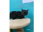Adopt Oscar a All Black Maine Coon / Domestic Shorthair / Mixed cat in