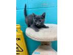 Adopt Otto a Gray or Blue Maine Coon / Domestic Shorthair / Mixed cat in