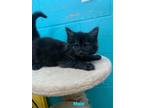 Adopt Omar a All Black Maine Coon / Domestic Shorthair / Mixed cat in