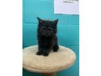 Adopt Obella a All Black Maine Coon / Domestic Shorthair / Mixed cat in