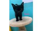 Adopt Odessa a All Black Maine Coon / Domestic Shorthair / Mixed cat in