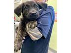 Adopt Bronco a Black Shepherd (Unknown Type) / Mixed dog in Longview