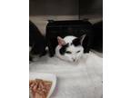 Adopt Aries a White Domestic Shorthair / Domestic Shorthair / Mixed cat in