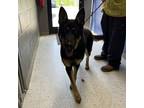 Adopt Corina a Black German Shepherd Dog / Mixed dog in Leitchfield