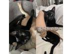 Adopt Luka a All Black Domestic Shorthair / Mixed (short coat) cat in West