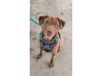 Adopt Charlie Brown a Brown/Chocolate Mixed Breed (Medium) dog in Johnstown