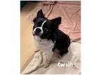 Adopt Carson a Boston Terrier / Mixed dog in Fallbrook, CA (41451876)